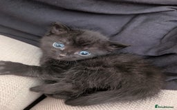 British Shorthair cats for sale: 4 black kittens ready for new homes - Image 4
