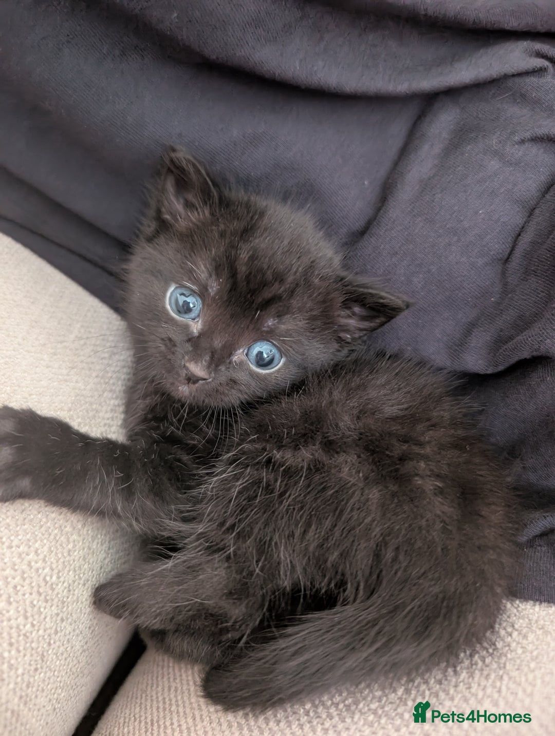 British Shorthair cats for sale: 4 black kittens ready for new homes - Image 4