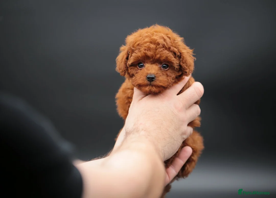 Toy Poodle dogs for sale: Adorable Asian toy poodle boy for sale  - Advert 5
