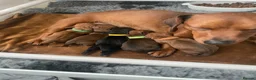 Mixed Breed dogs for sale: 4 male dachshund - dachshund- jacawawa - Advert 11