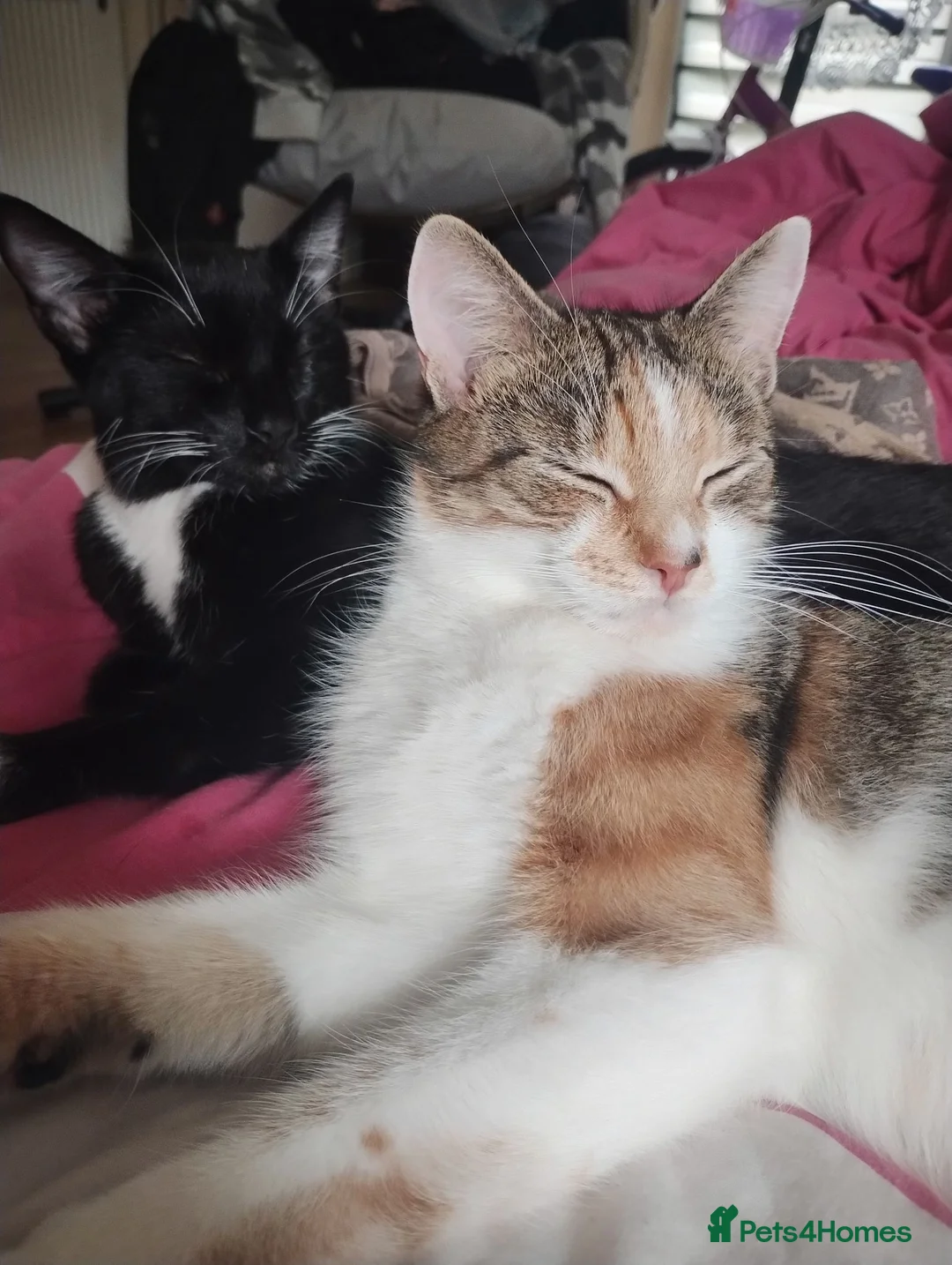 Mixed Breed cats for sale: Kittens  are looking for homes  in Edinburgh - Advert 1