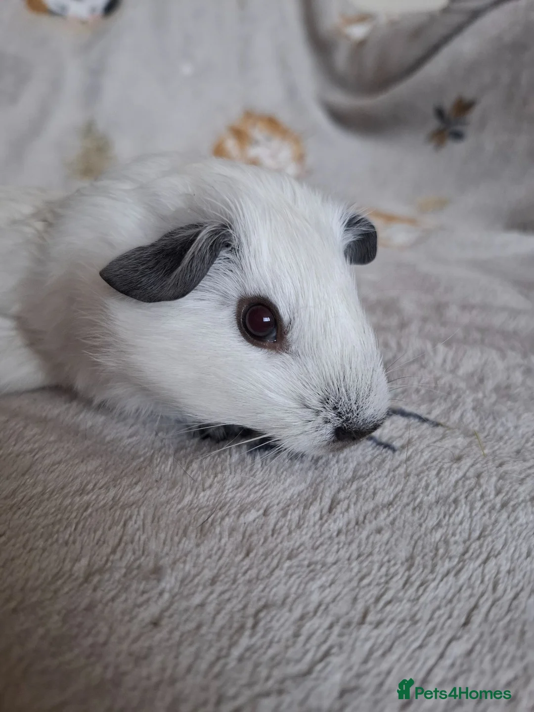 Guinea Pig rodents for sale: Swiss, Cali, Self Black & Smooth Baby Guinea Pigs - Advert 2