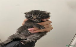 Ragdoll cats for sale: 5 beautiful ragdoll cross tabby  - Image 4