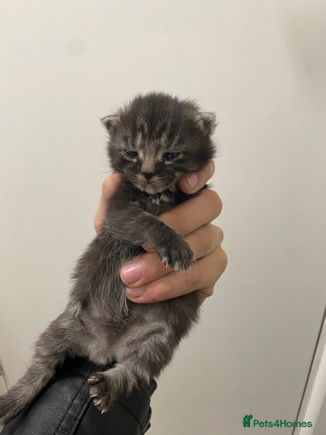 Ragdoll cats for sale: 5 beautiful ragdoll cross tabby  - Image 4