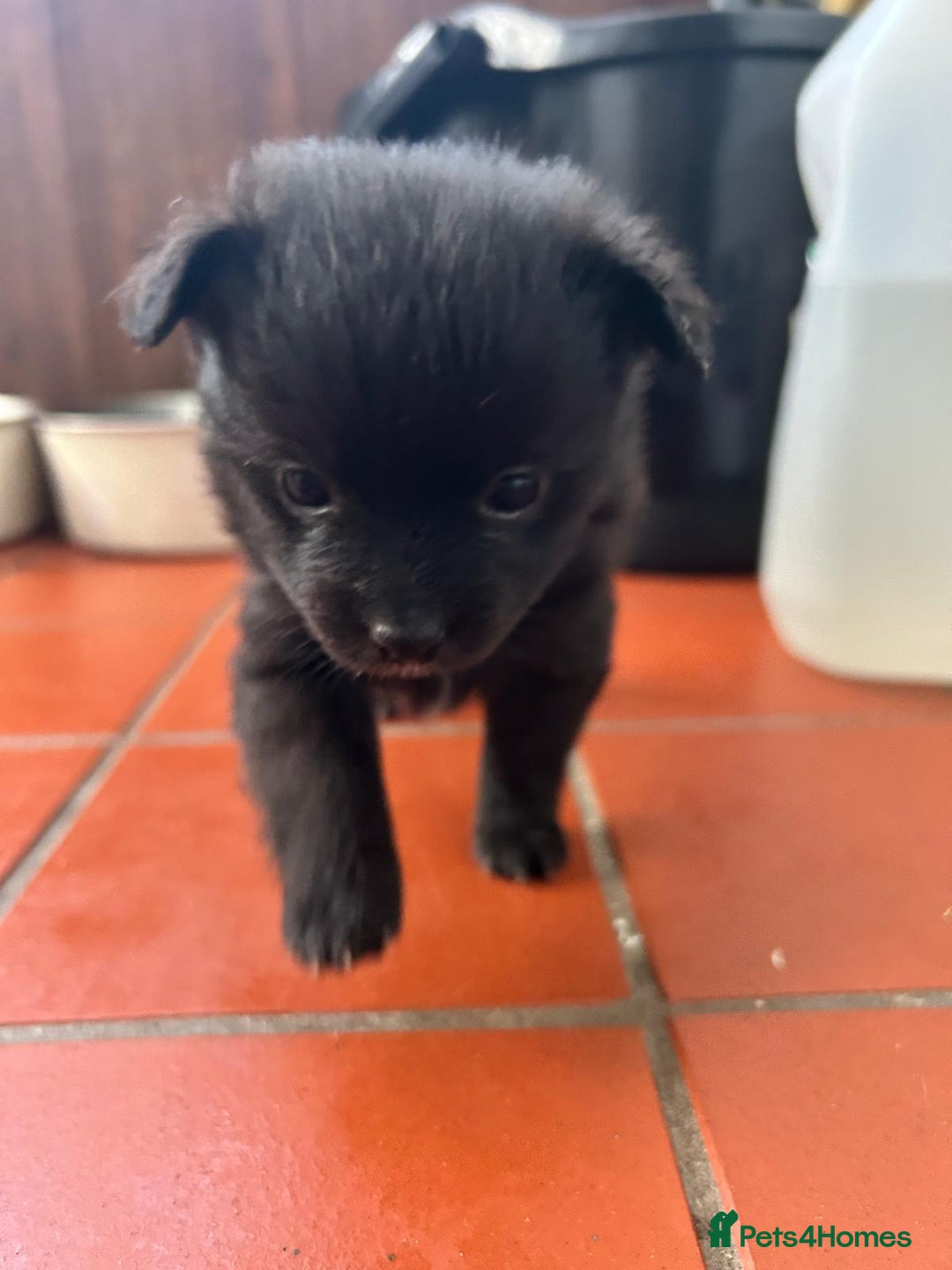 Mixed Breed dogs for sale: 4 puppies left  - Image 9
