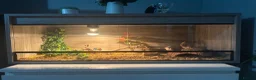 Leopard Gecko reptiles for sale: Terrarium with gecko in Ilford - Advert 1