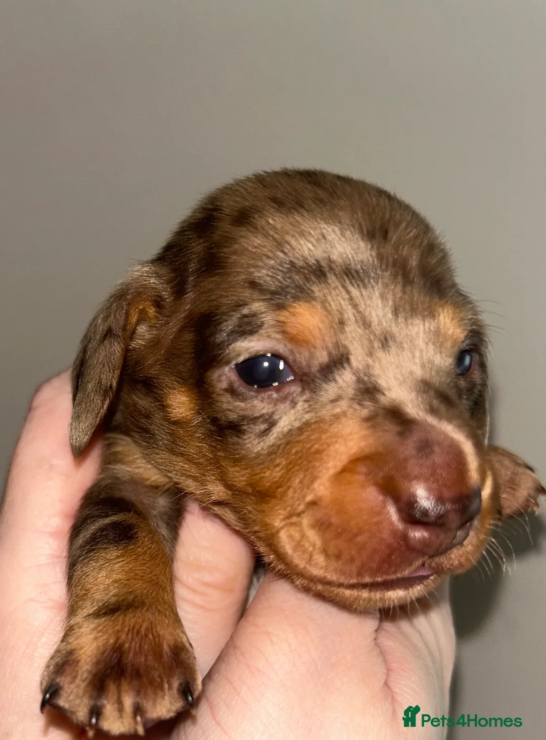 Miniature Dachshund dogs for sale: KC Registered Miniature Smooth Dachshund Puppies   - Advert 12