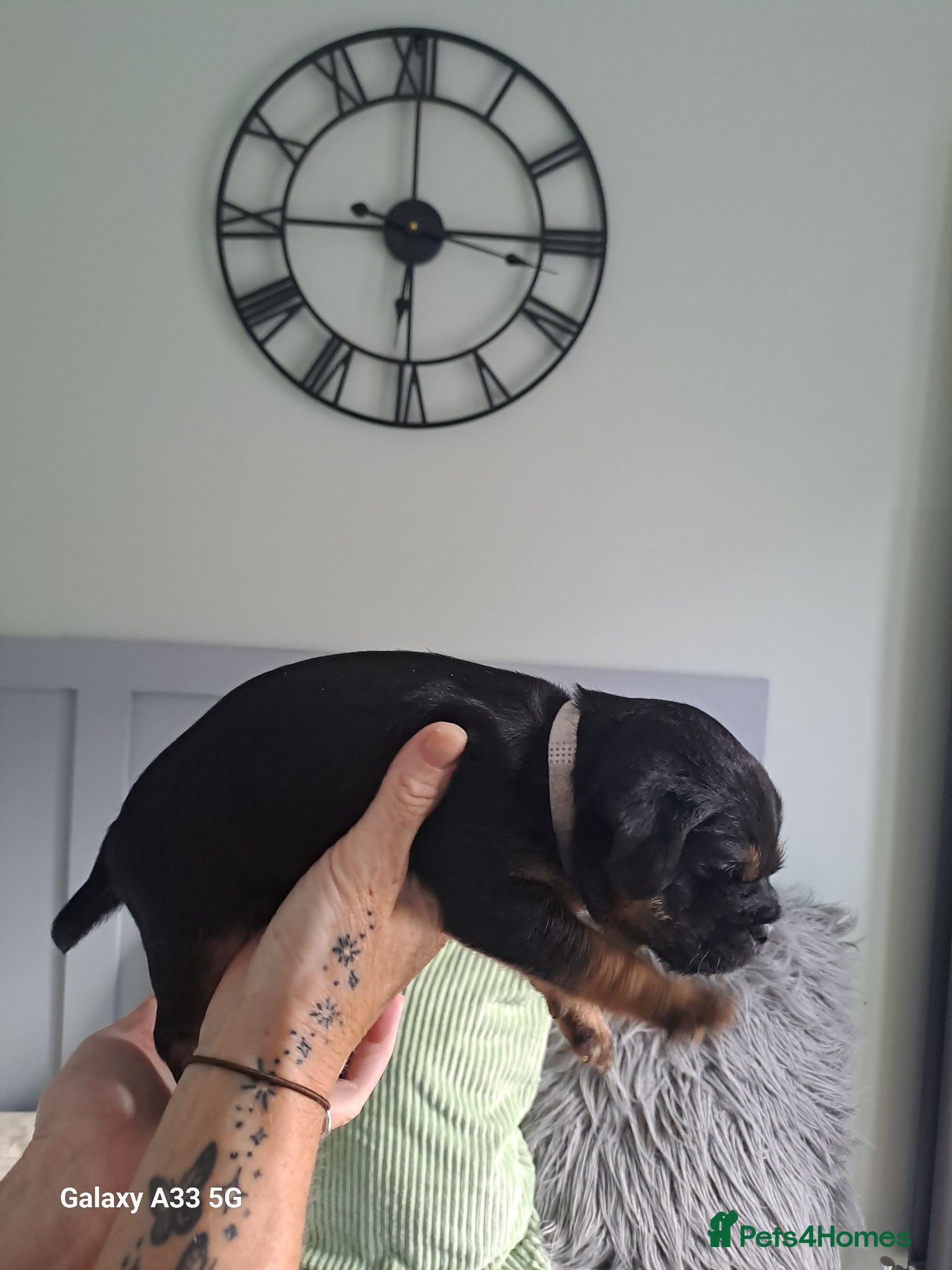 Border Terrier dogs for sale: BORDER TERRIER PUPPIES  - Advert 5