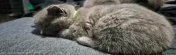 Mixed Breed cats for sale: Last grey kitten - Advert 8