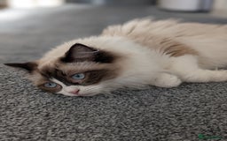 Ragdoll cats for sale: Beautiful Ragdoll Cats – Milo & Caramella - Advert 12