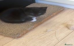 Mixed Breed cats for sale: Kittens seeking 5⭐️ forever homes - Image 11