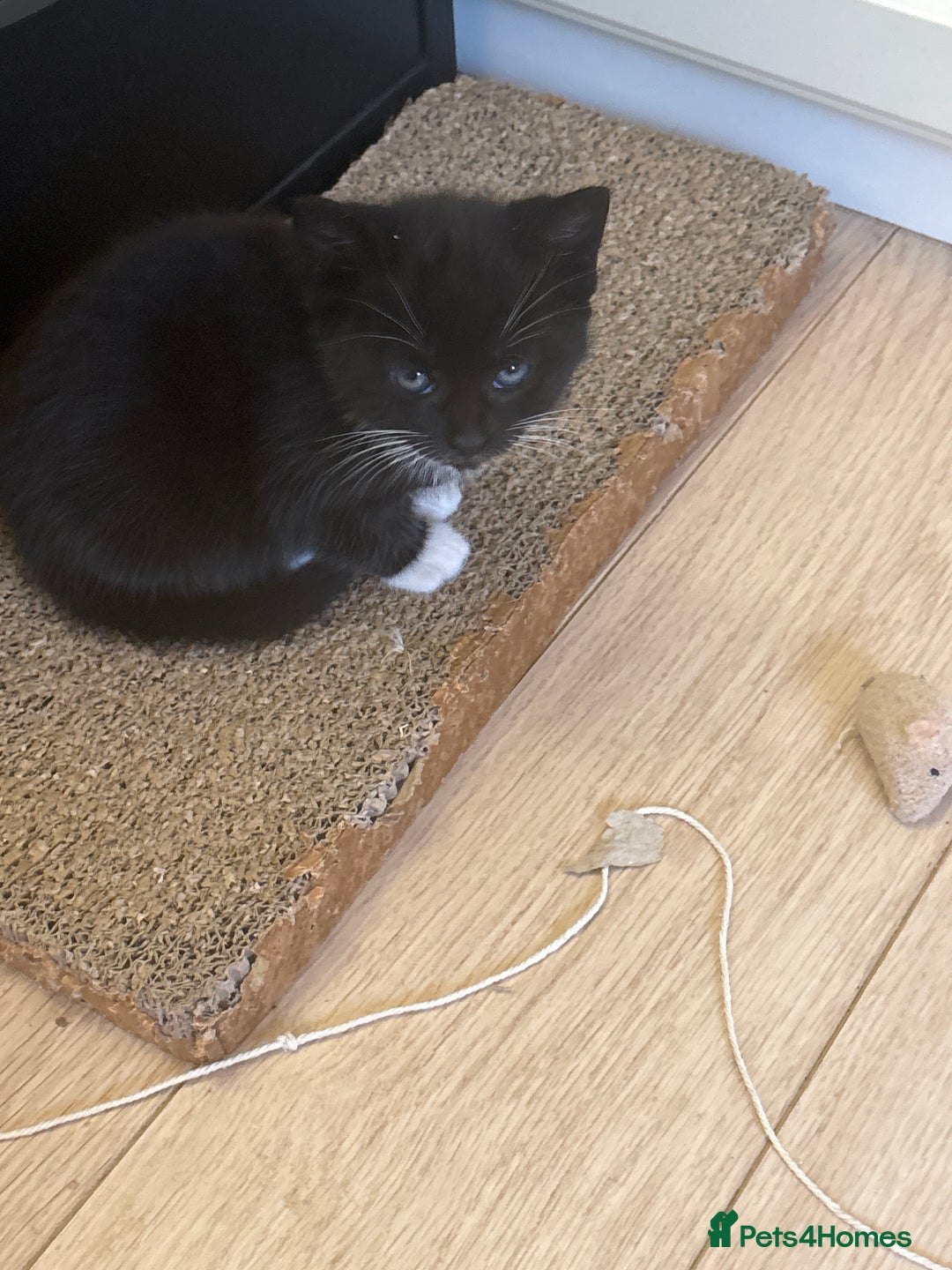Mixed Breed cats for sale: Kittens seeking 5⭐️ forever homes - Image 11