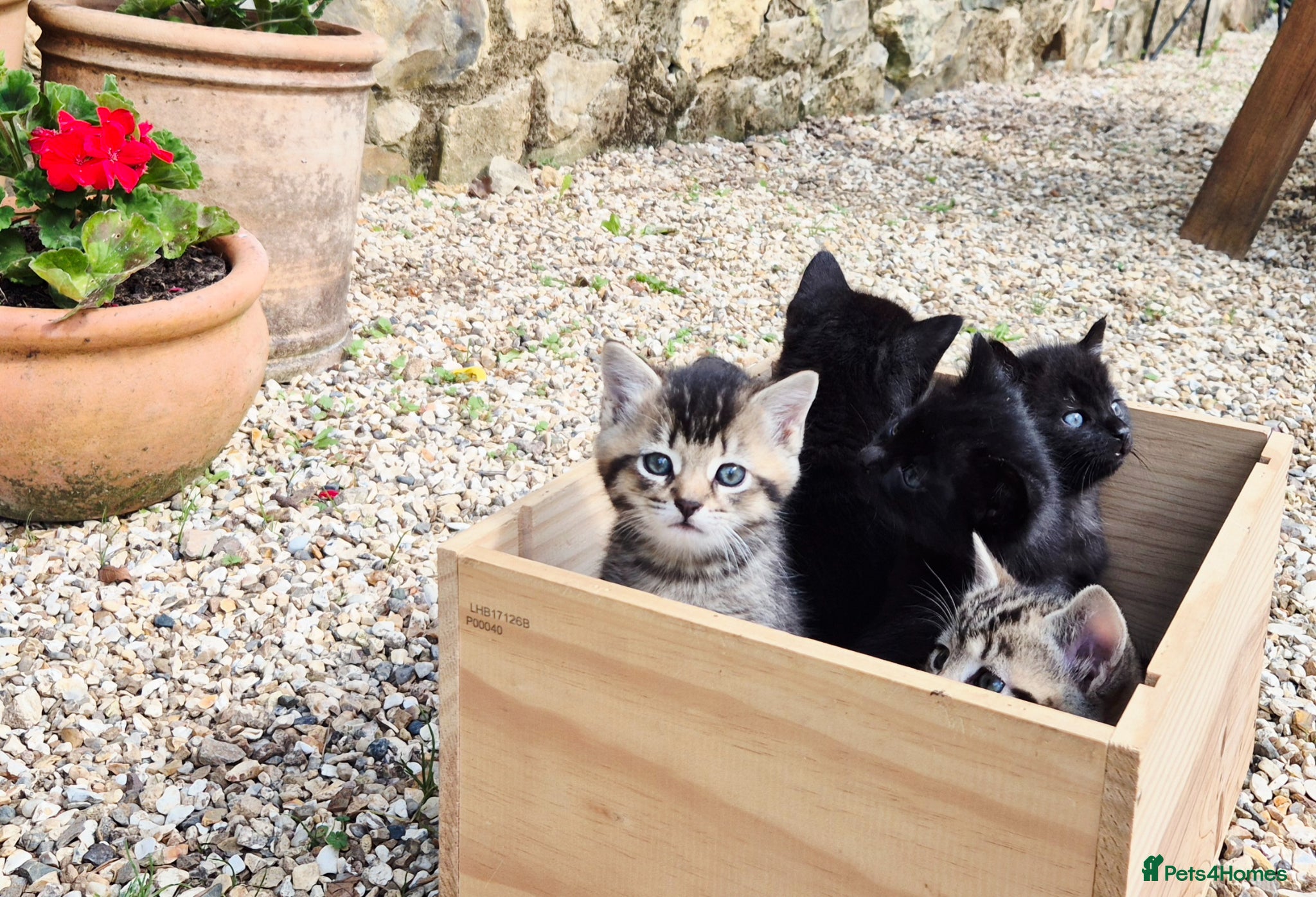 Mixed Breed cats for sale: Gorgeous Kittens for sale - Advert 12