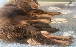 Cocker Spaniel dogs for sale: Health Tested Cocker Spaniel Pups - Image 8