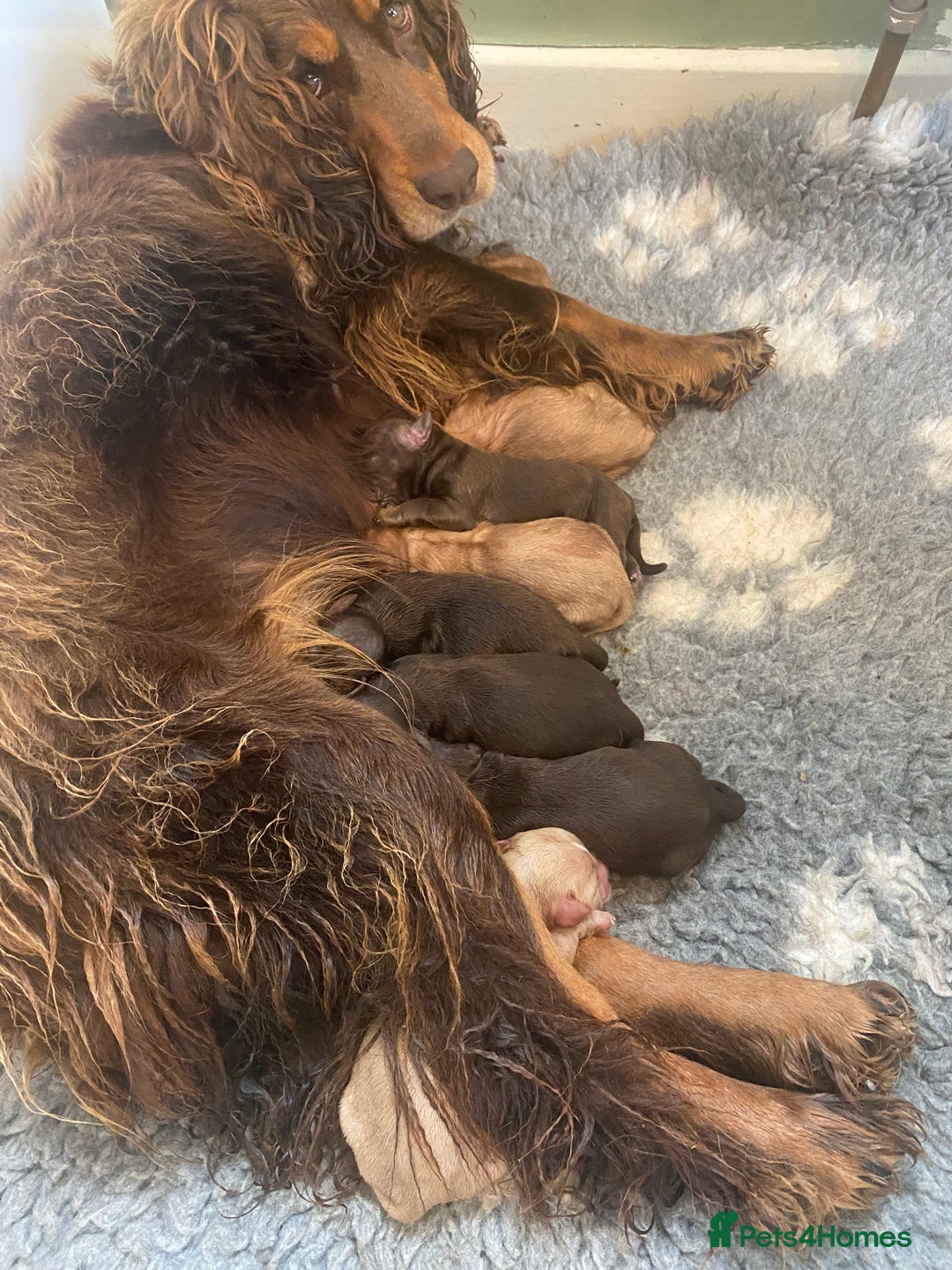 Cocker Spaniel dogs for sale: Health Tested Cocker Spaniel Pups - Image 8