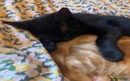 British Shorthair cats for sale: 2 kittens looking for forever home  - Image 8