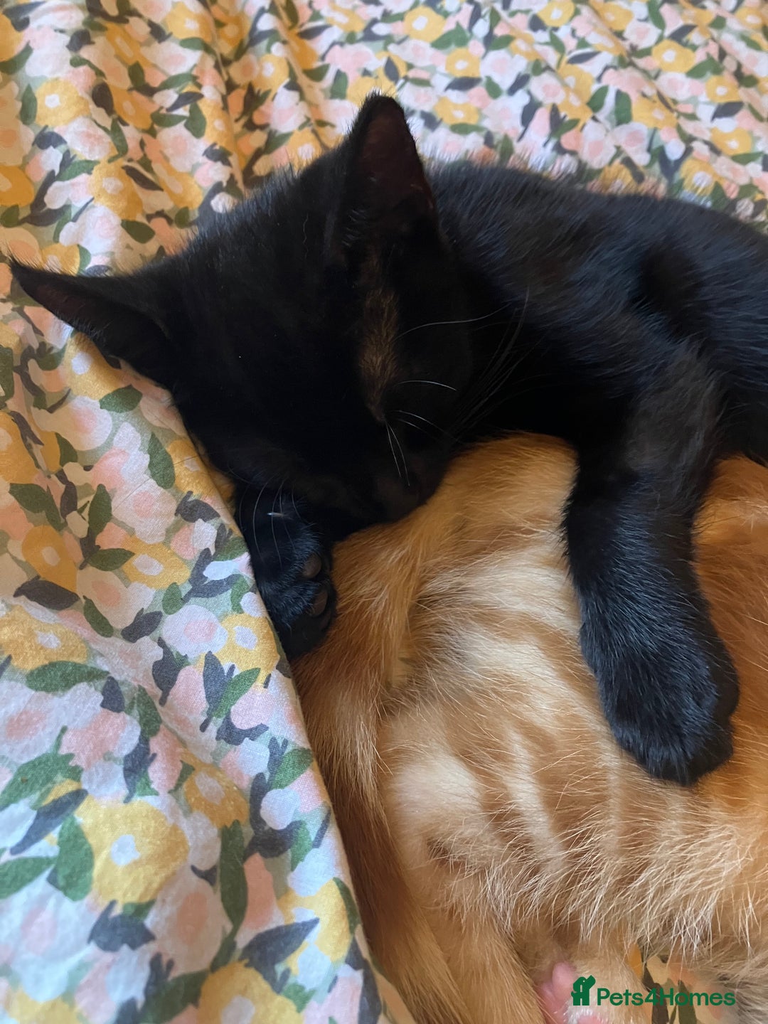 British Shorthair cats for sale: 2 kittens looking for forever home  - Image 8