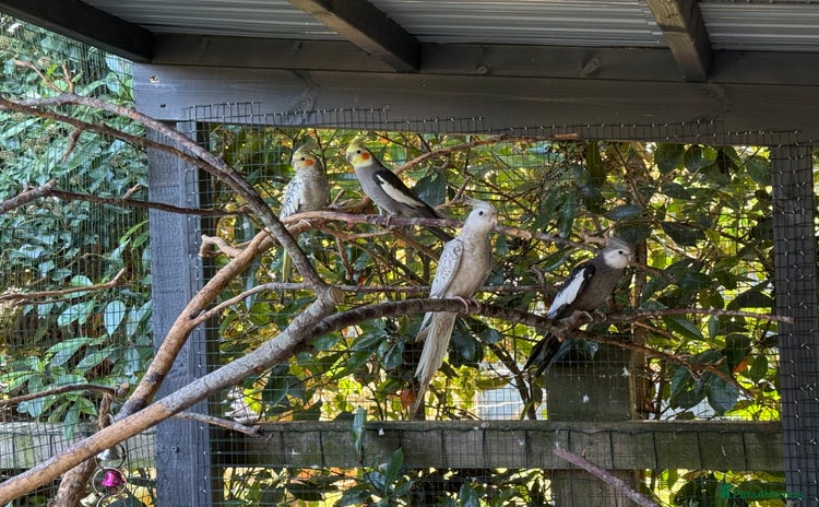 Cockatiels birds - Advert 1