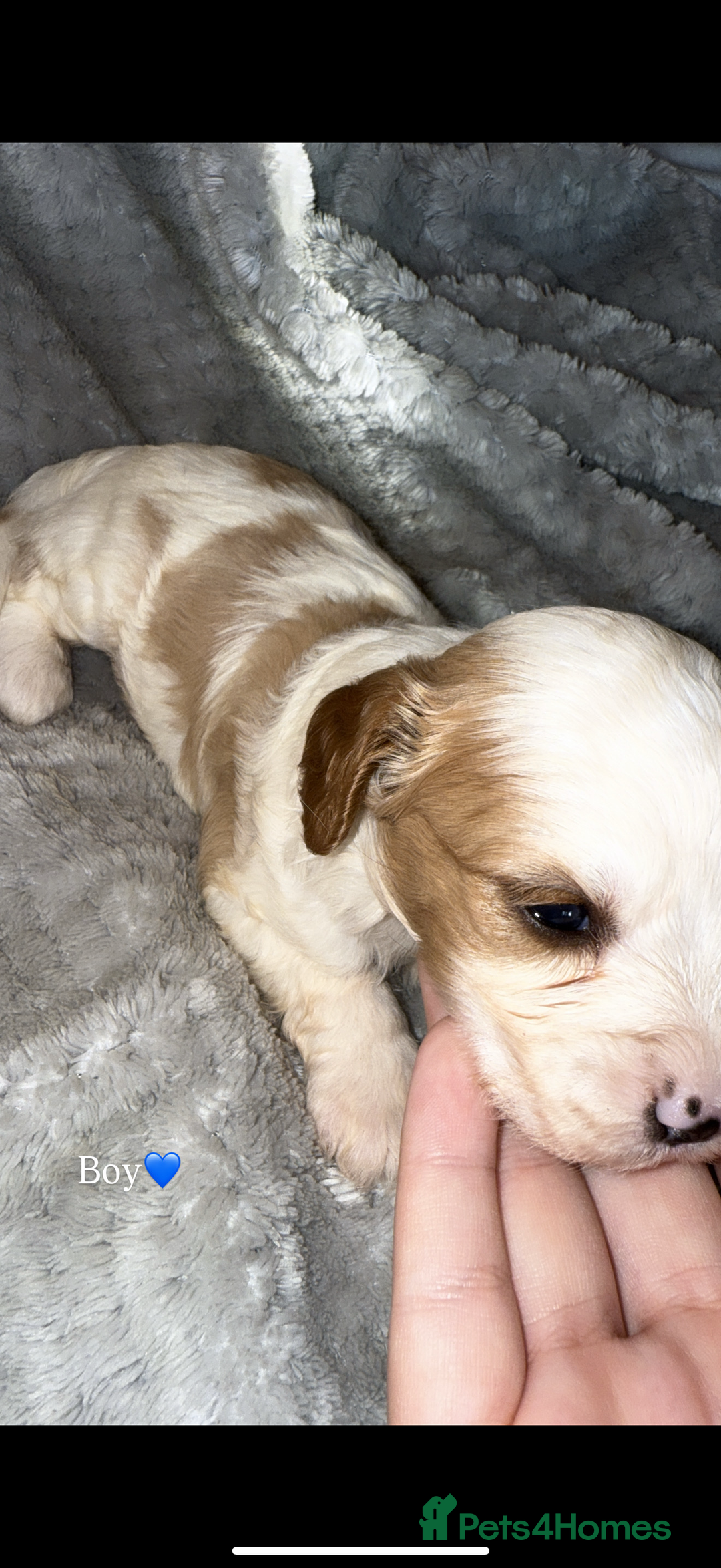 Cavapoo dogs for sale: Cavapoo - Image 1