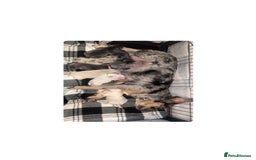 French Bulldog dogs for sale: Fluffy French Bulldog Puppies  - Image 14