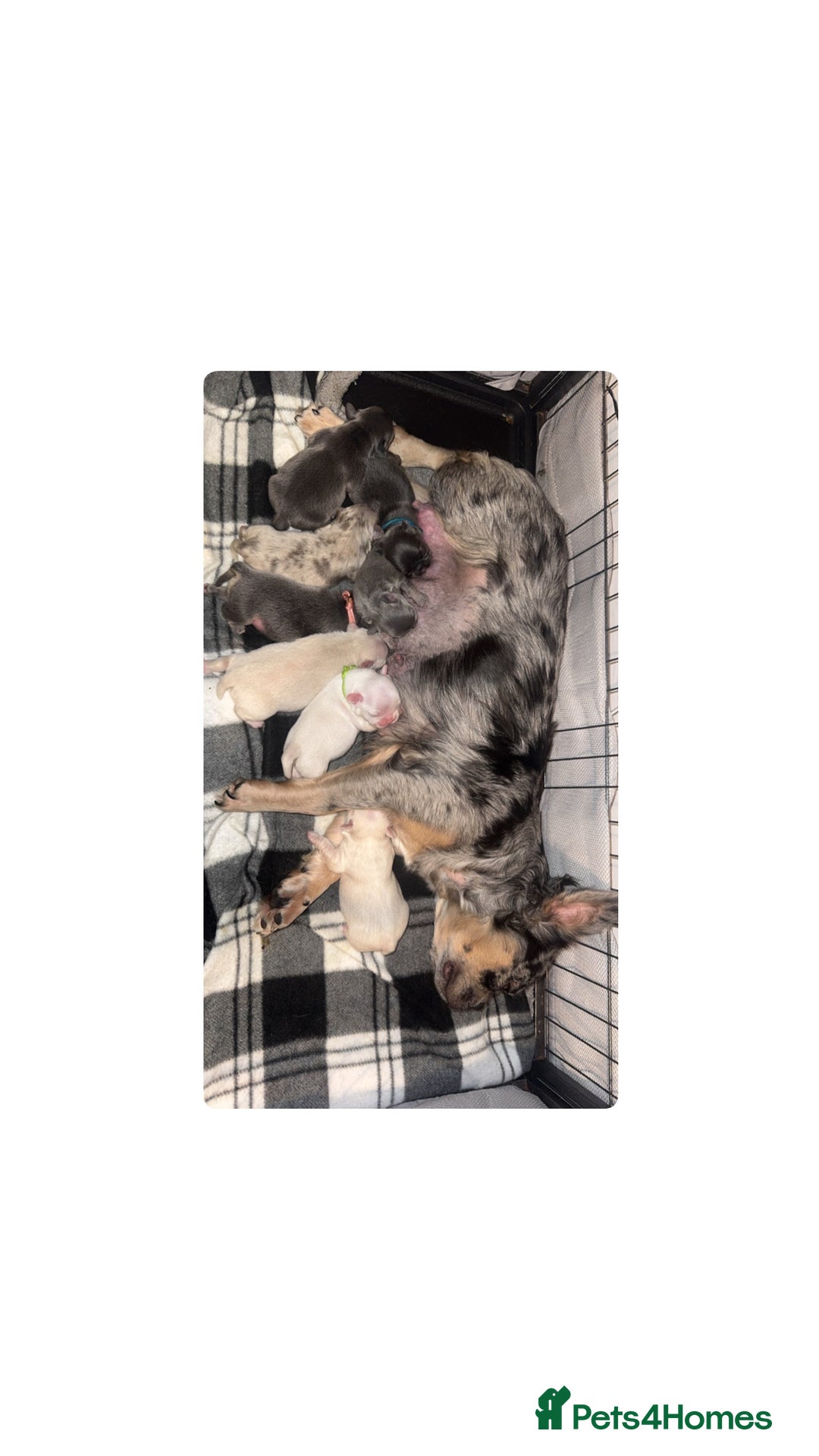 French Bulldog dogs for sale: Fluffy French Bulldog Puppies  - Image 14