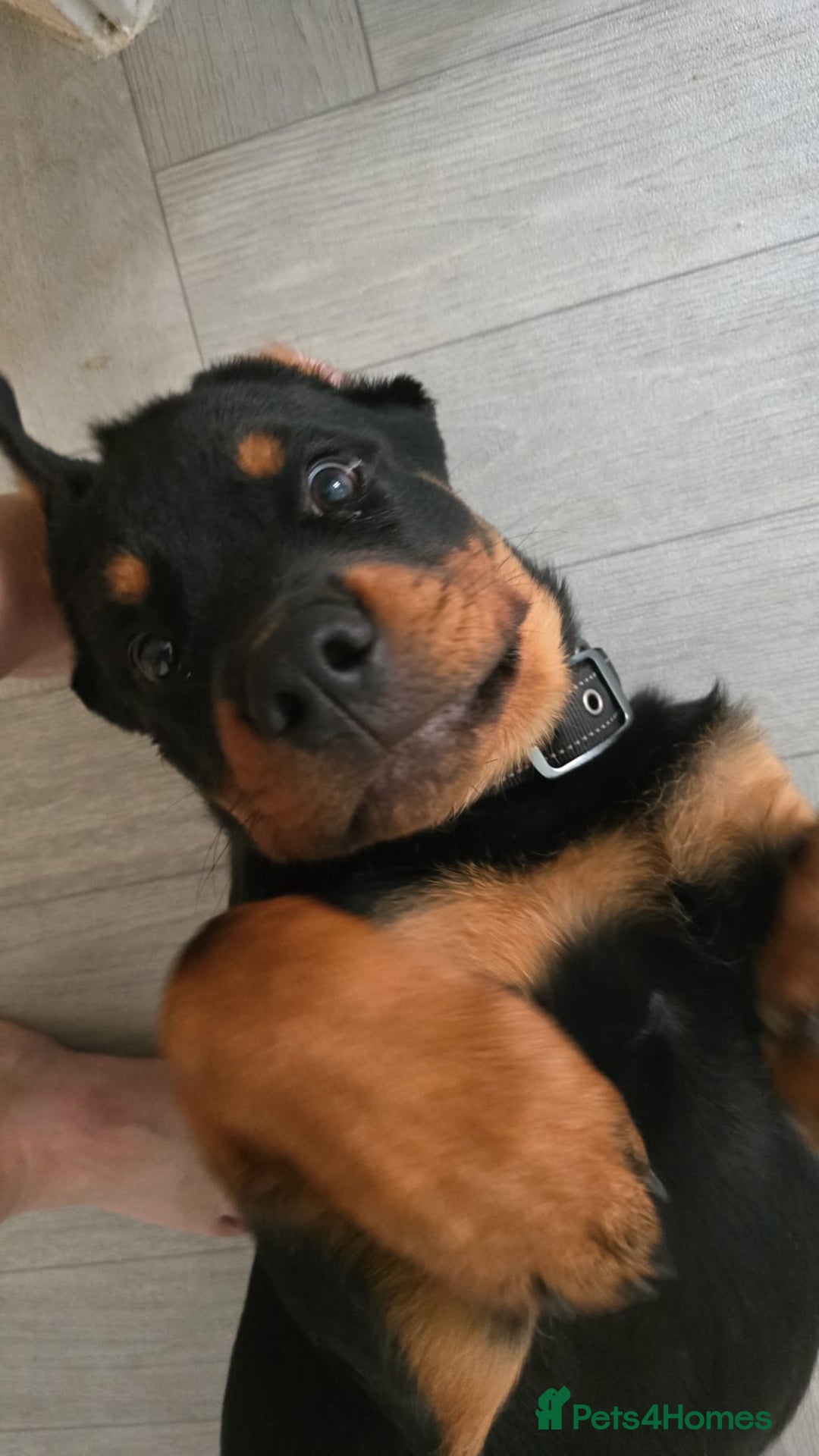 Rottweiler dogs for sale: Male Rottweiler  - Image 2