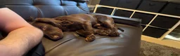 English Springer Spaniel dogs for sale: Cocker spaniel 1year 2 months old - Advert 5