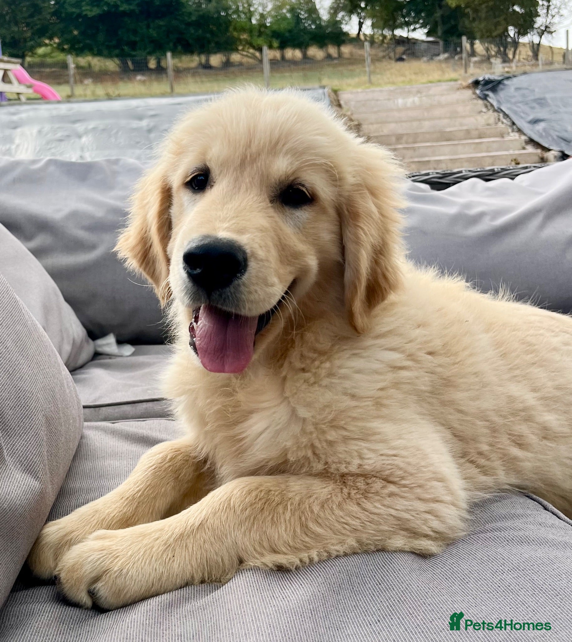 Golden Retriever dogs Beautiful KC Golden Retriever Puppies - Advert 1