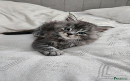 Maine Coon cats for sale: Maine coon kittens ready now  - Image 9