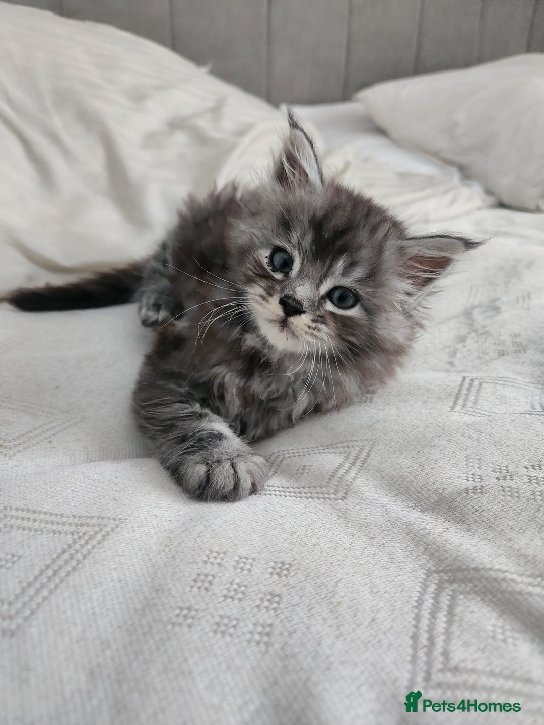 Maine Coon cats for sale: Maine coon kittens ready now  - Image 9