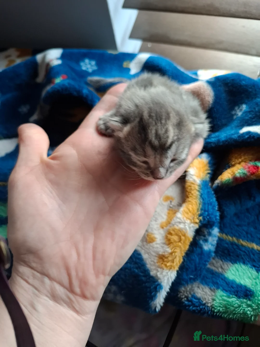 Mixed Breed cats for sale: Mollys babies  - Advert 2