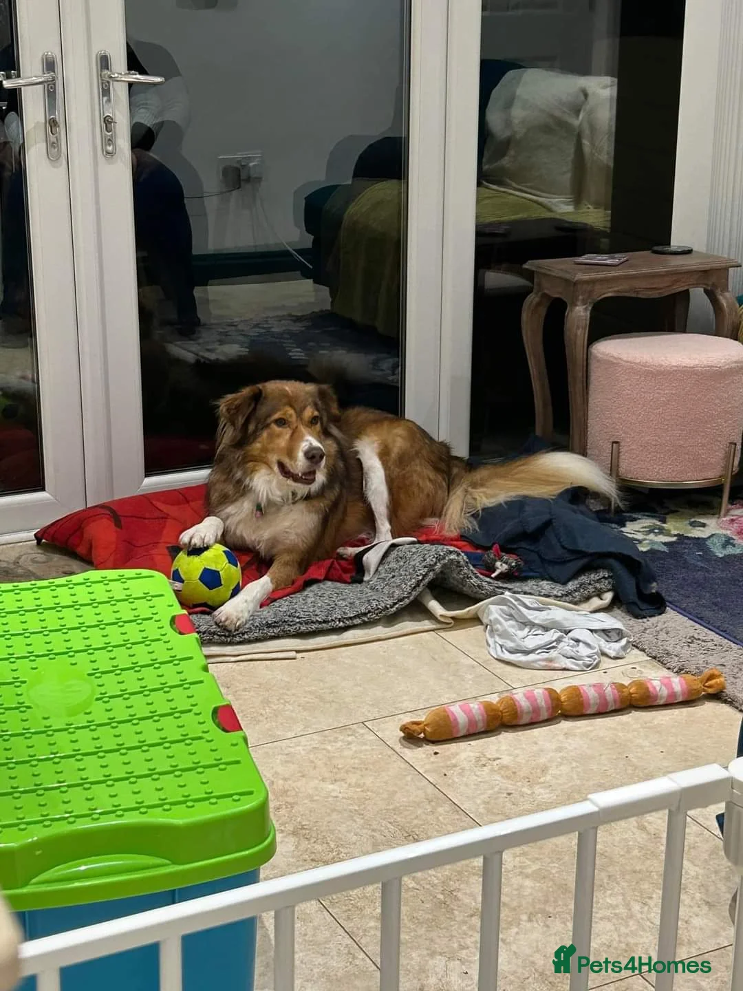 Mixed Breed dogs for adoption: Meet Pongo, currently residing in Cheshire  in Nantwich - Advert 2