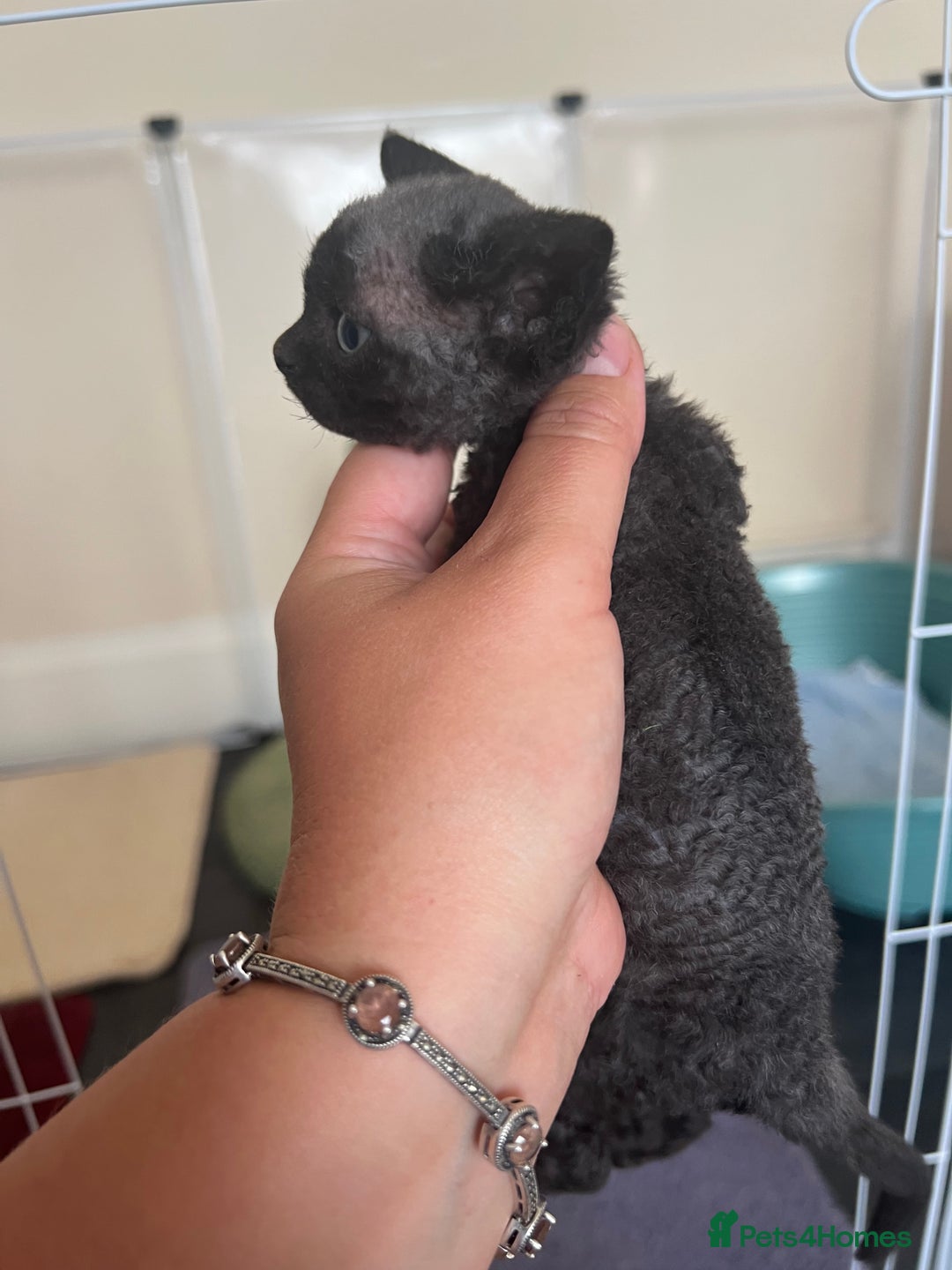Devon Rex cats for sale: Affectionate Devon Rex Boy available  in Ramsgate - Image 5