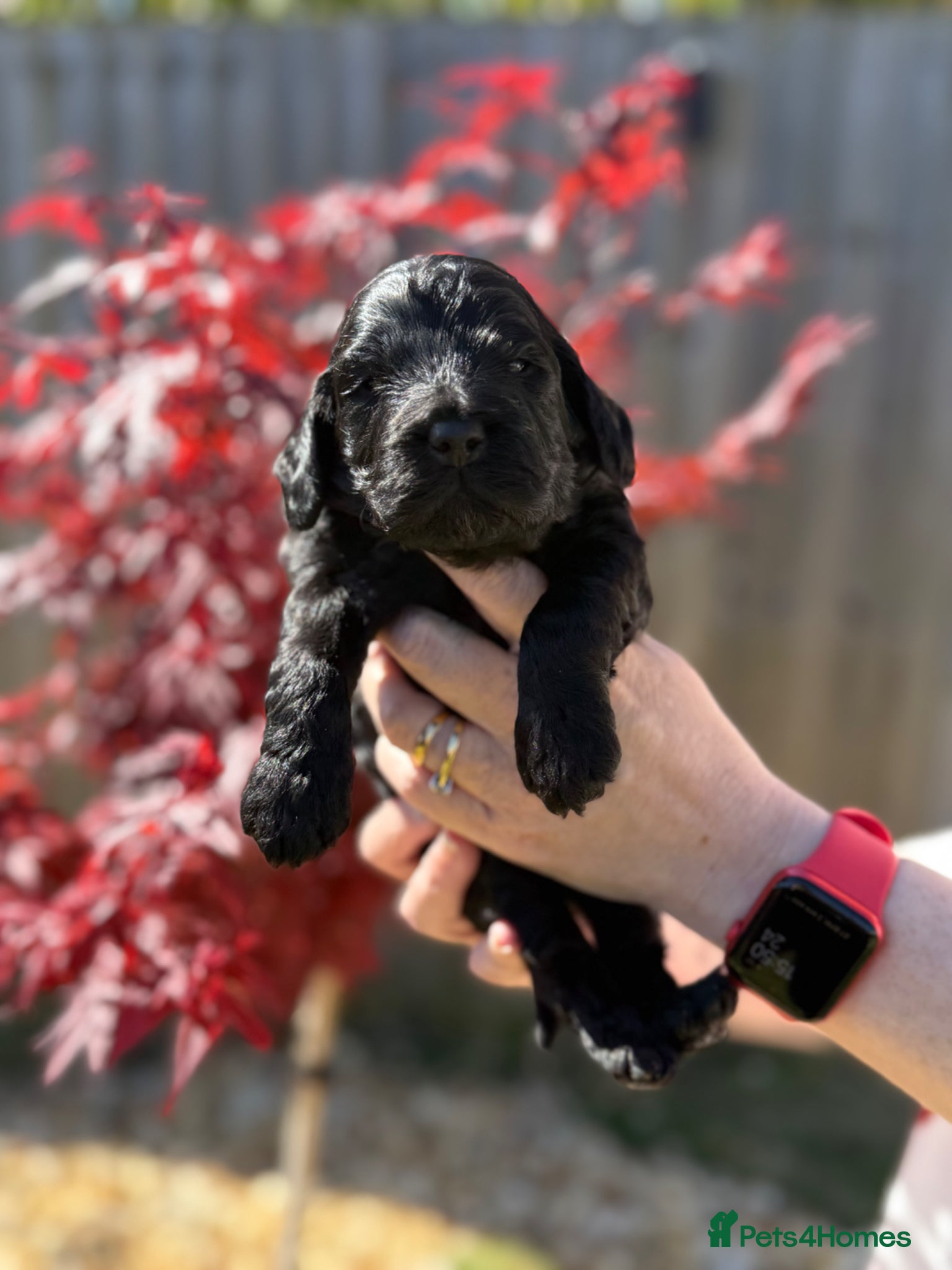 Cockapoo dogs F1 show line cockapoo puppies - Advert 6