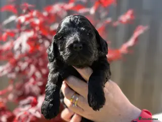 Cockapoo dogs F1 show line cockapoo puppies - Advert 6