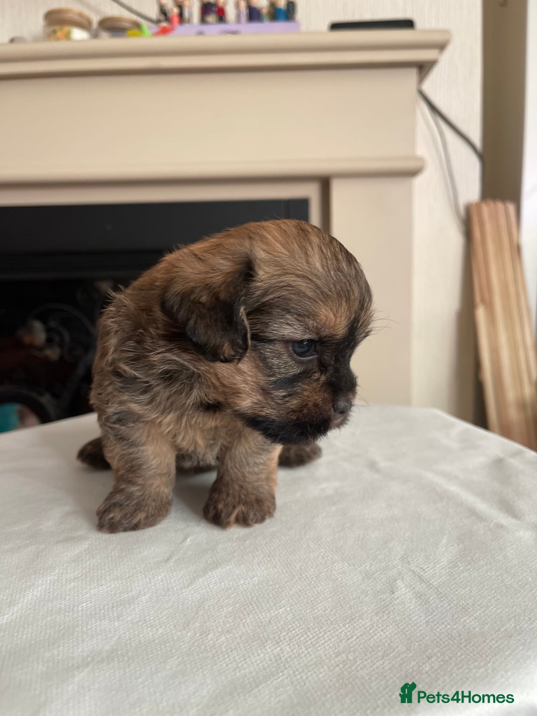 Mixed Breed dogs for sale: Adorable puppies - Image 2
