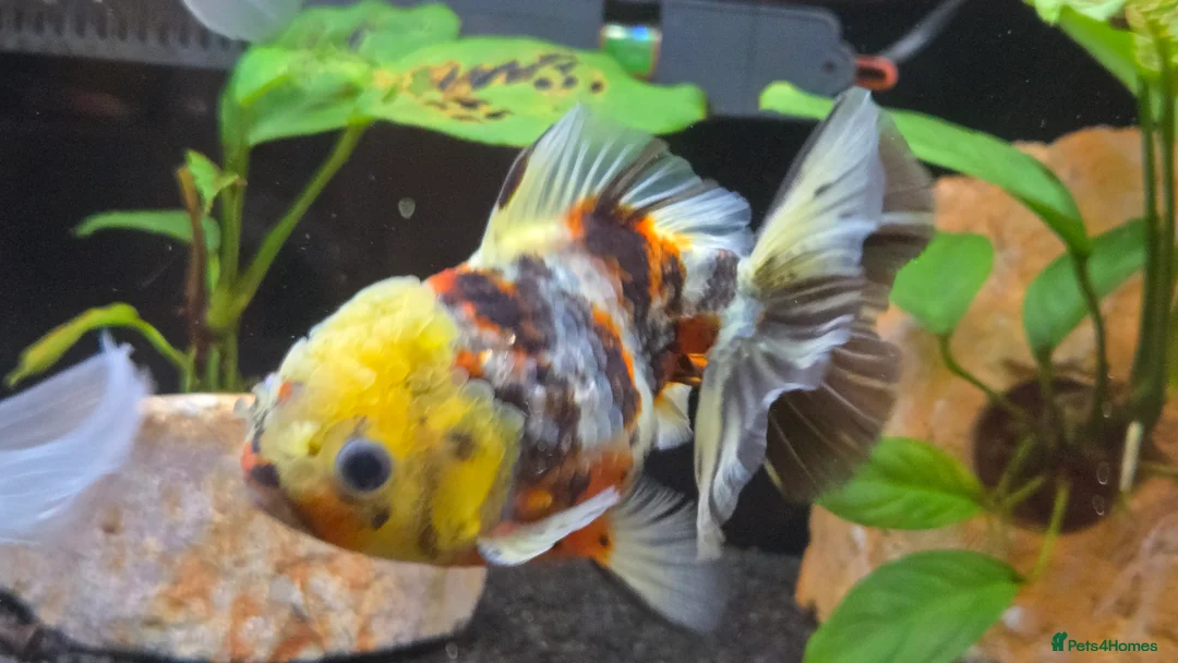 Fancy Goldfish fish for sale: High Grade Orandas / Gold Bristle Nose Plecos - Advert 3