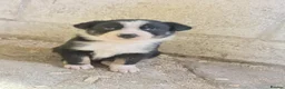 Border Collie dogs for sale: Tri coloured border collie pups  - Advert 12