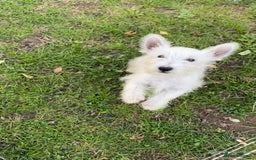 West Highland Terrier dogs for sale: Beautiful west highland terriers puppys - Image 35