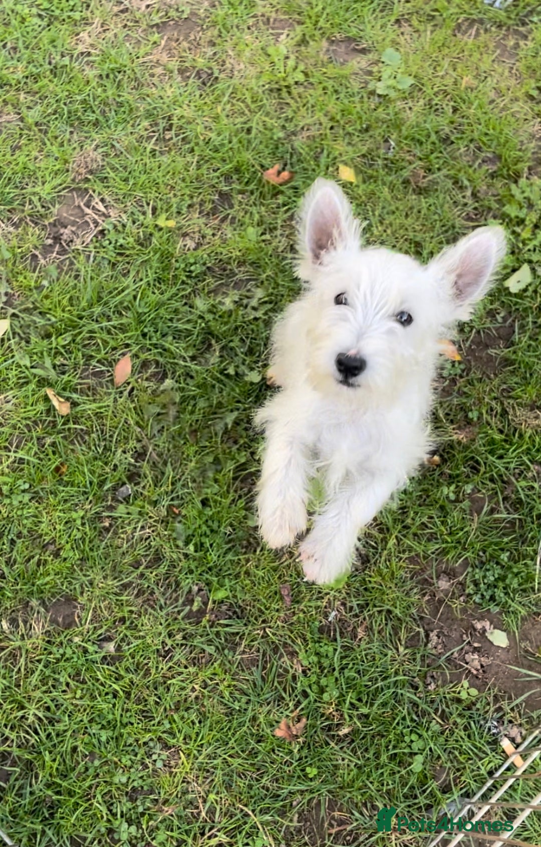 West Highland Terrier dogs for sale: Beautiful west highland terriers puppys - Image 35