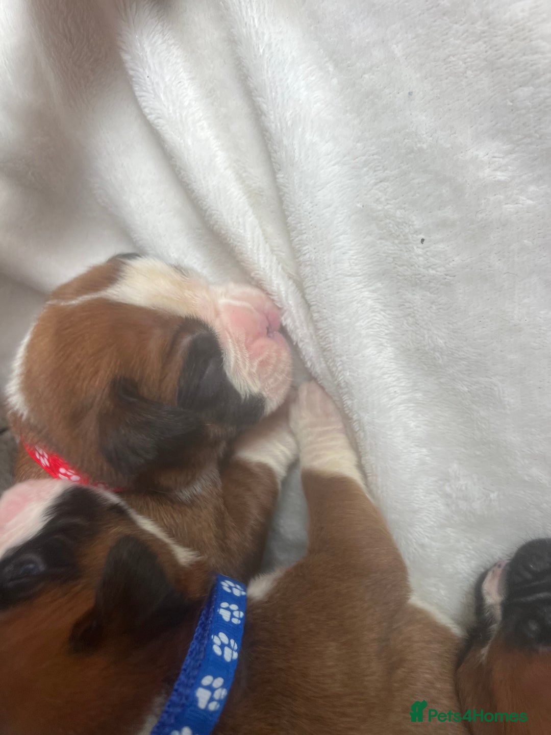 Boxer dogs for sale: Stunning Kc Boxer Puppies - Image 8