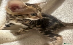 Bengal cats for sale: Beautiful bengals  - Advert 10
