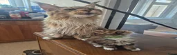 Maine Coon cats for sale: Marine Coon X kittens - Advert 2
