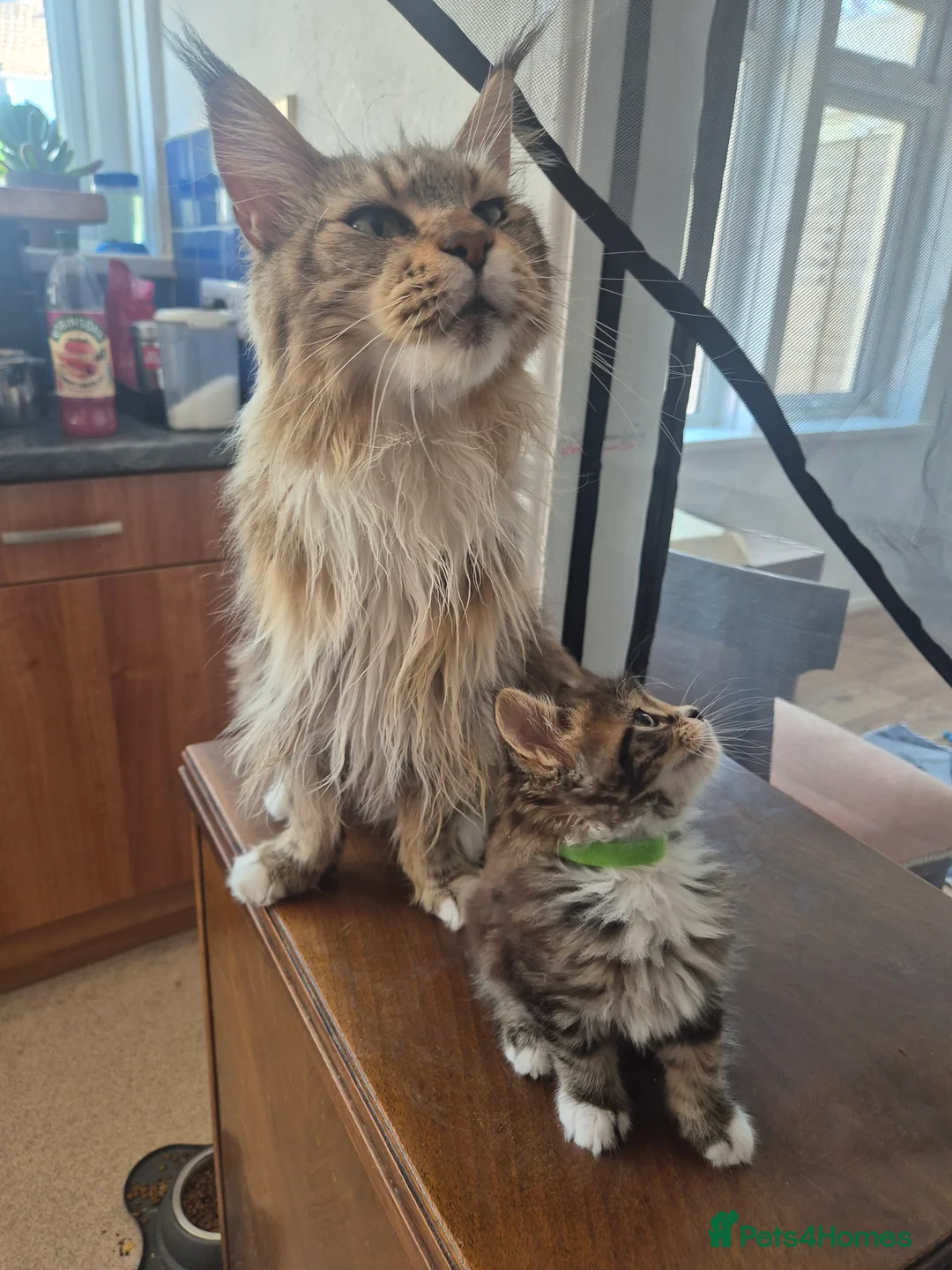 Maine Coon cats for sale: Marine Coon X kittens - Advert 2