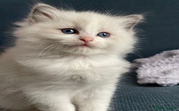 Ragdoll cats for sale: Extremely cuddly Ragdoll kittens! - Image 1