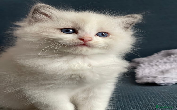 Ragdoll cats - Advert 4