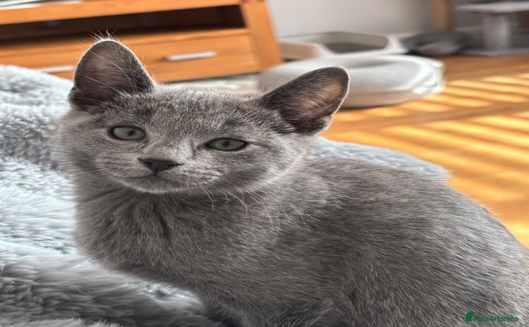 Russian Blue cats - Advert 4