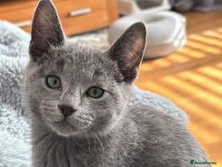 Russian Blue cats GCCF registered kittens - Advert 1