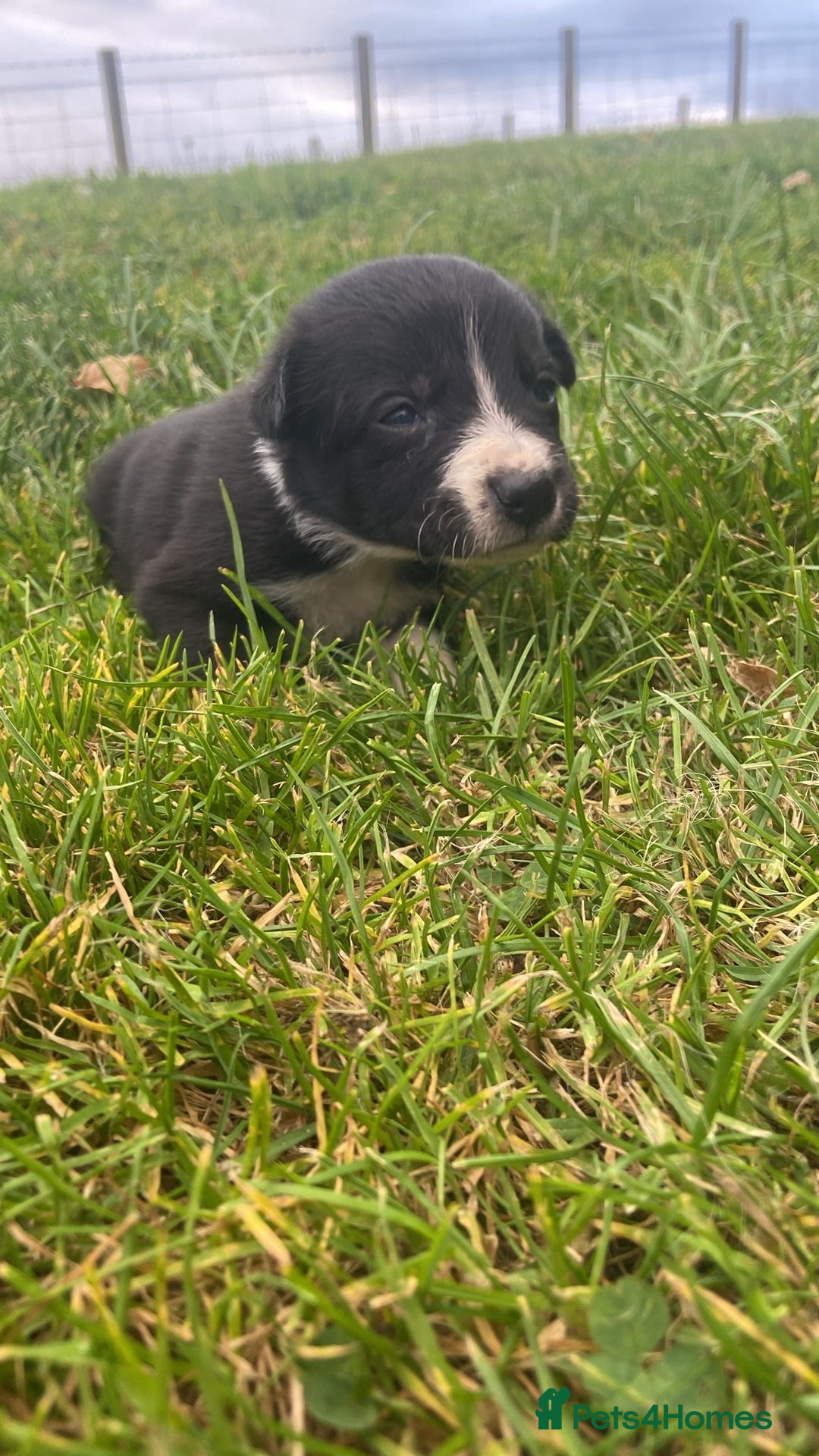 Border Collie dogs for sale: Beautiful litter family reared of collie pups - Image 5