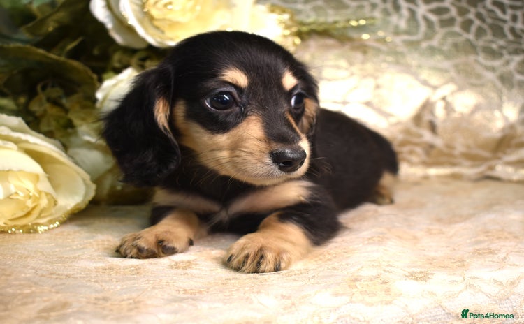 Miniature Dachshund dogs - Advert 8